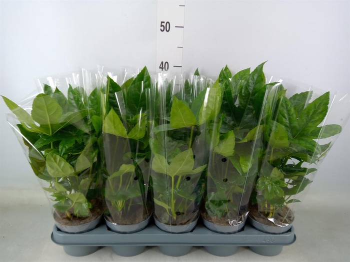 <h4>Fatsia japonica   ...</h4>