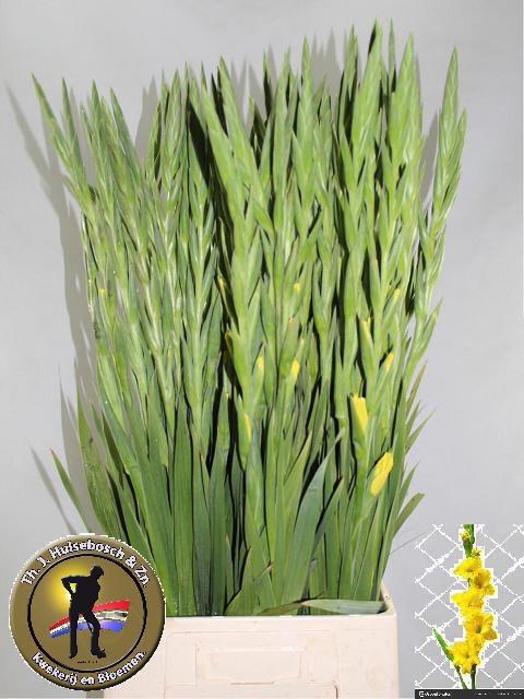 <h4>GLAD GR MOZART</h4>