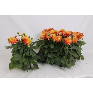 DAHL HYP CANDY CORN