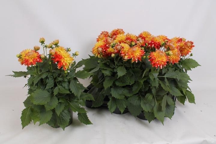 <h4>DAHL HYP CANDY CORN</h4>