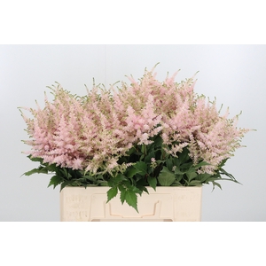 Astilbe Europa Roze