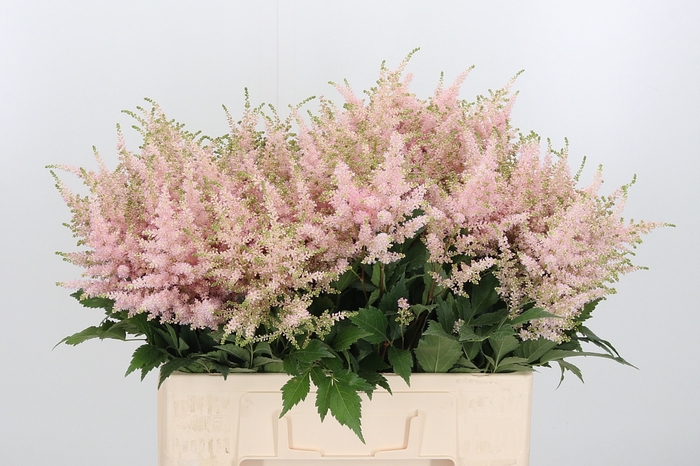 <h4>Astilbe Europa Roze</h4>