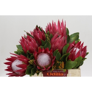 Protea Cynaroides Madiba