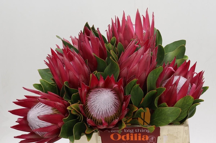<h4>Protea Cynaroides Madiba</h4>