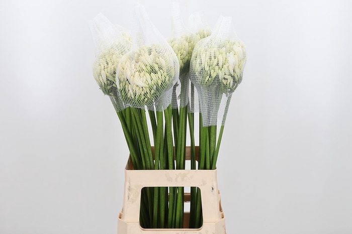 <h4>Agap Gletsjer</h4>