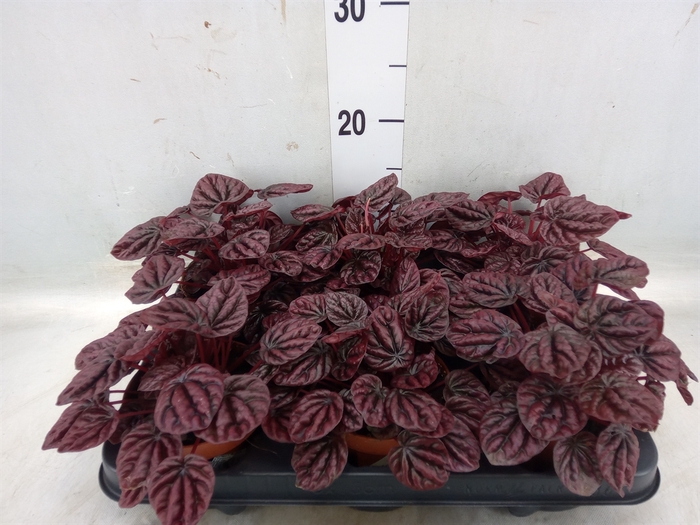 <h4>Peperomia caperata 'Schumi Red'</h4>