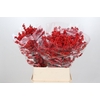 Ilex Rood