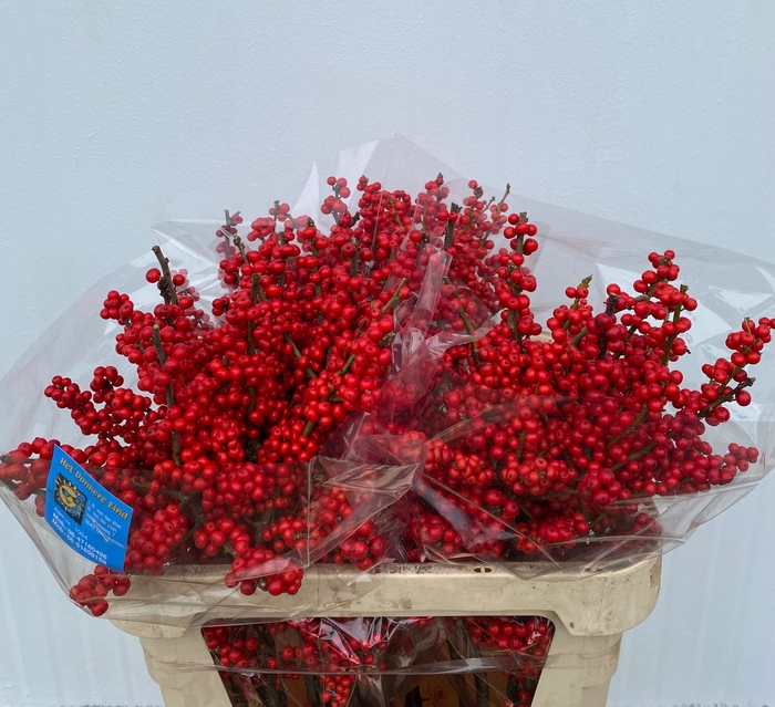 <h4>ILEX VE RODE BES</h4>