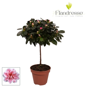 Azalea Flandresse® stam 'bont' 20 - 22 cm