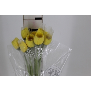 GERBERA BRILLIANCE (ME) 060 CM