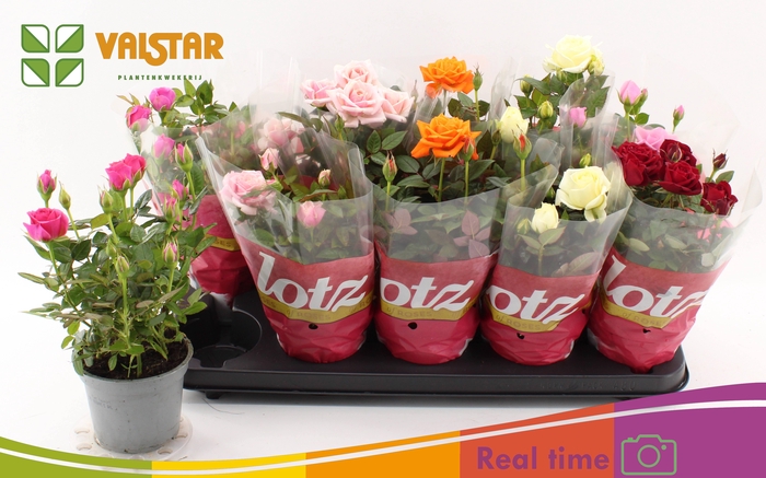 <h4>RO LOTZ OF GEM 5 KL</h4>