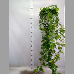 Hedera helix 'Mein Herz'