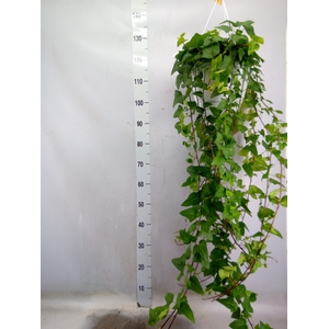 Hedera helix 'Mein Herz'