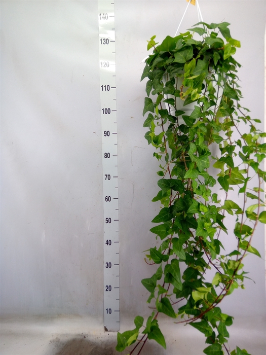 <h4>Hedera helix 'Mein Herz'</h4>