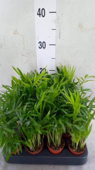 <h4>Chamaedorea elegans</h4>