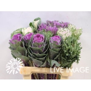 Brassica mix nature