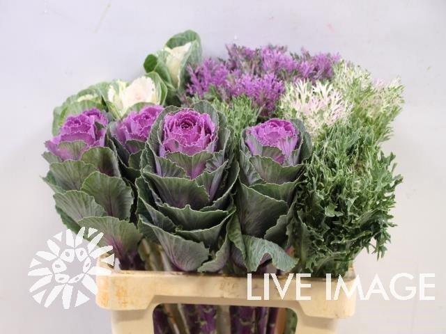 <h4>Brassica mix nature</h4>