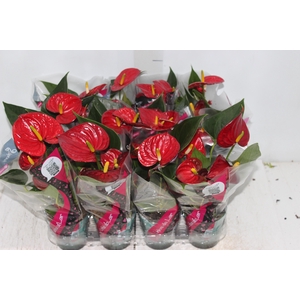 ANTHURIUM RED SUCCESS P09