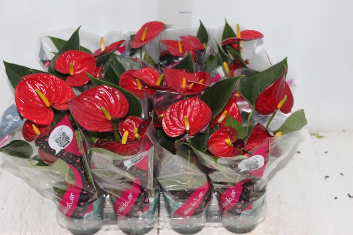 <h4>ANTHURIUM RED SUCCESS P09</h4>