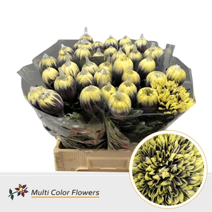 Chr G Antonov Bumblebee