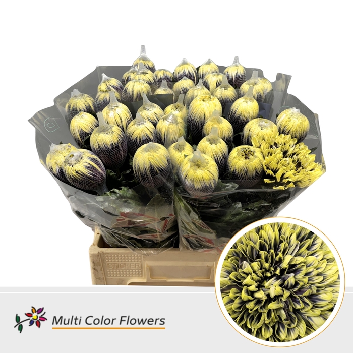 <h4>Chr G Antonov Bumblebee</h4>