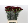 Dianthus St Zurigo