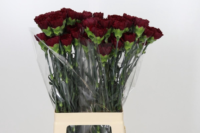 Dianthus St Zurigo