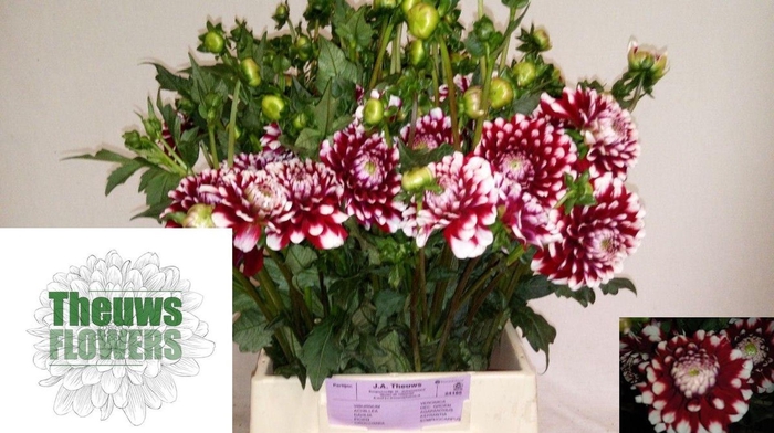 <h4>DAHLIA CHECKERS DAHL CHECKERS</h4>