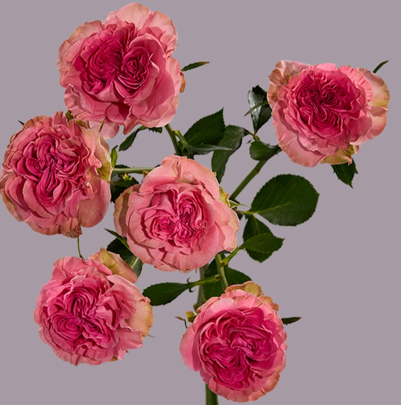 <h4>R TR PINK FLOW Tessa</h4>