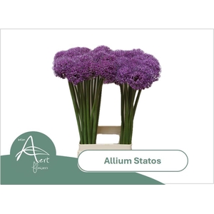 ALLIUM STATOS 75 cm