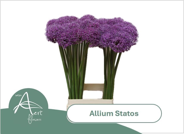 <h4>ALLIUM STATOS 75 cm</h4>
