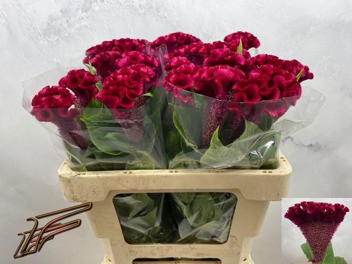 <h4>CEL C CLUBS FIRE</h4>