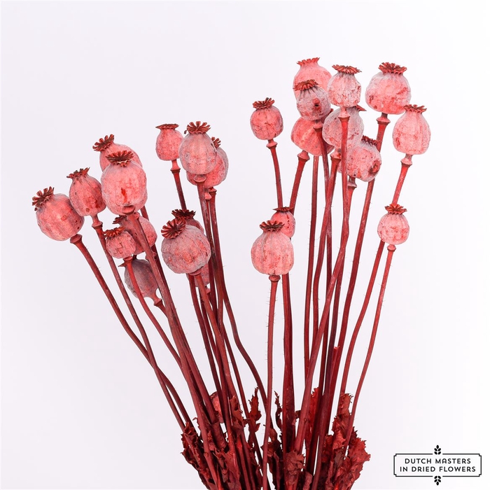 Dried Papaver X5 Red Bunch