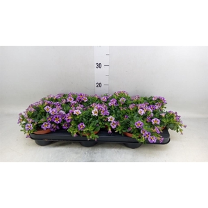 Calibrachoa  'Rave Violet'