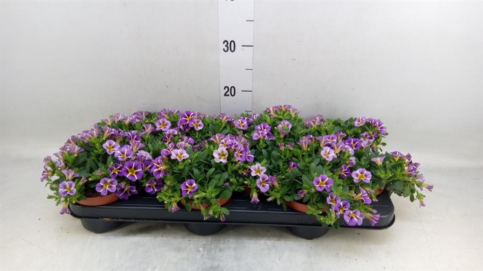 <h4>Calibrachoa  'Rave Violet'</h4>