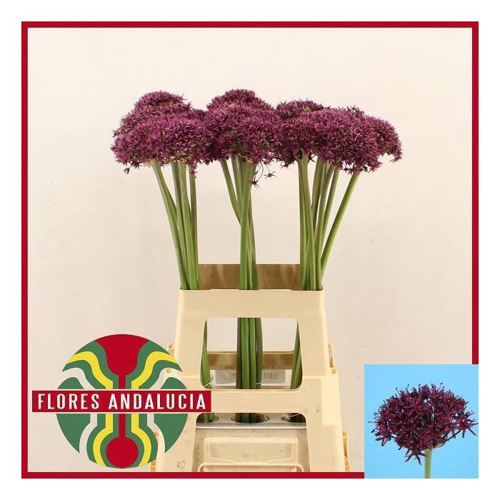 <h4>Allium Miami</h4>