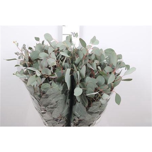 Euc Populus Leaf Extra 400gr