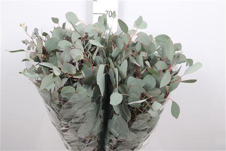 <h4>Euc Populus Leaf Extra 400gr</h4>