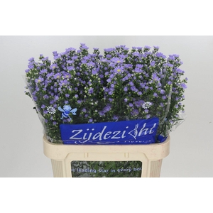 Aster Cassandra