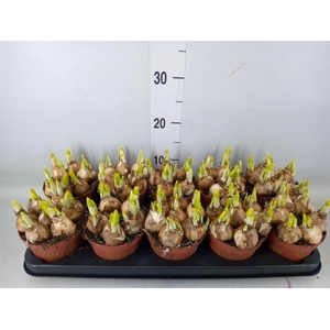 Narcissus  'Tete a tete'