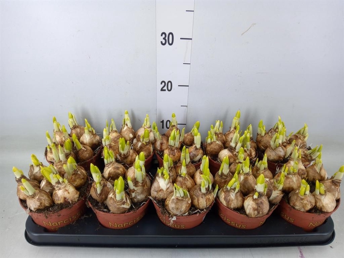 <h4>Narcissus  'Tete a tete'</h4>