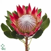 PROTEA CY MADIBA