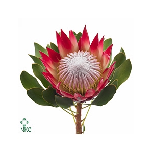 PROTEA MADIBA