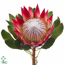 PROTEA MADIBA