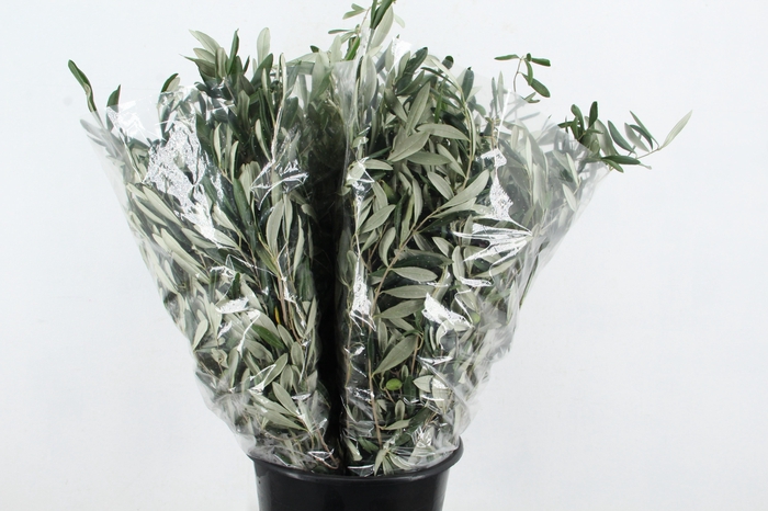 <h4>OLEA EUROPAEA 300GR</h4>