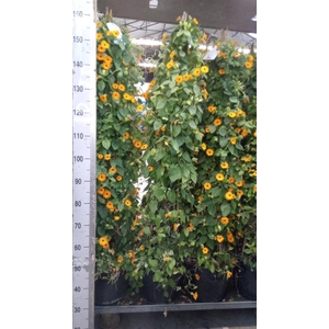 Thunbergia  'Suzie Orange wEye'