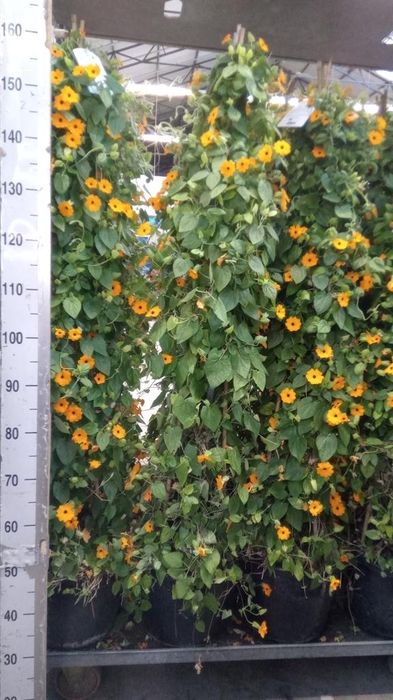 <h4>Thunbergia  'Suzie Orange wEye'</h4>