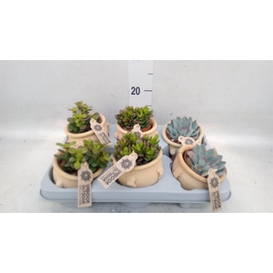 Succulents   ...