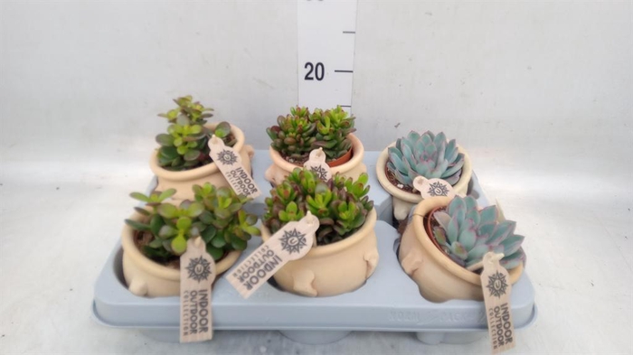 <h4>Succulents   ...</h4>