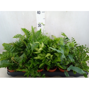 Ferns   ...mix